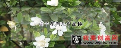 栀子花有几个品种