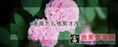 蔷薇怎么修剪才茂盛