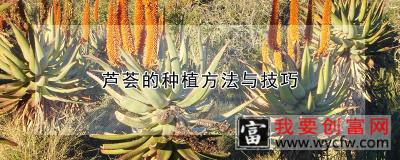 芦荟的种植方法与技巧