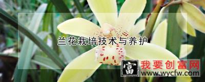 兰花<a href=https:/www.wycfw.com/e/tags/?tagid=230 target=_blank class=infotextkey>栽培技术</a>与养护