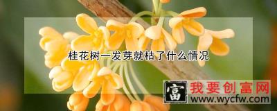 桂花树一发芽就枯了什么情况