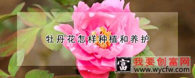 牡丹花<a href=https://www.wycfw.com/e/tags/?tagid=239 target=_blank class=infotextkey>怎样种植</a>和养护