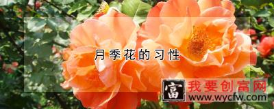 月季花的习性