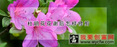 杜鹃花花谢后怎样修剪