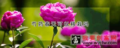 芍药春天可以移栽吗