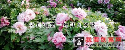 牡丹海棠一年开几次花