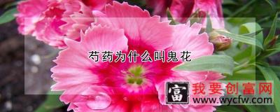 芍药为什么叫鬼花