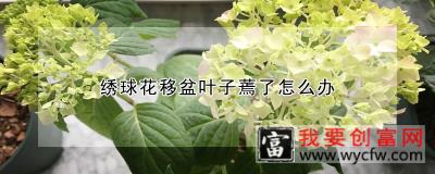 绣球花移盆叶子蔫了怎么办