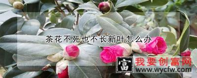 茶花不死也不长新叶怎么办