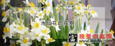 水仙花的花期