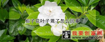 栀子花叶子蔫了怎么回事