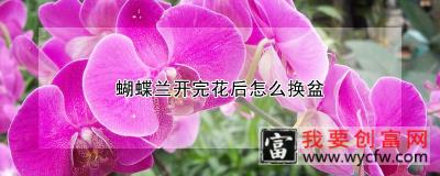 蝴蝶兰开完花后怎么换盆