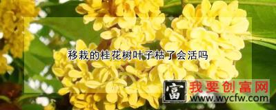 移栽的桂花树叶子枯了会活吗