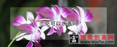 兰花可以水养吗