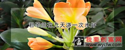 君子兰花几天浇一次水好