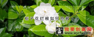 栀子花烂根如何抢救