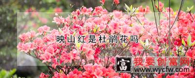 映山红是杜鹃花吗