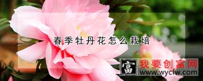 春季牡丹花怎么栽培