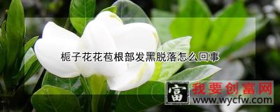 栀子花花苞根部发黑脱落怎么回事