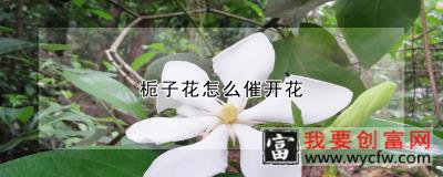 栀子花怎么催开花