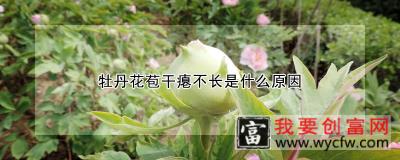 牡丹花苞干瘪不长是什么原因