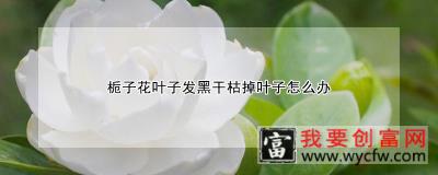 栀子花叶子发黑干枯掉叶子怎么办