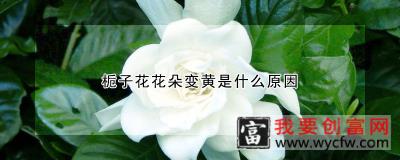 栀子花花朵变黄是什么原因