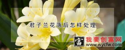 君子兰花落后怎样处理