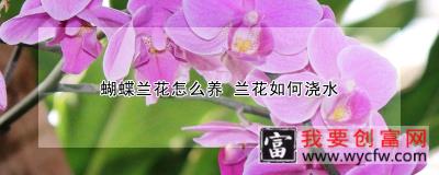 蝴蝶兰花怎么养 兰花如何浇水