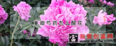 重瓣芍药怎么醒花