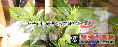 栀子花叶子边缘发黑干枯怎么办