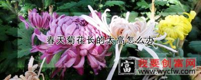 春天菊花长的太高怎么办