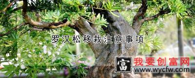 罗汉松移栽注意事项