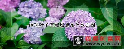 绣球叶子有黑斑点是什么原因