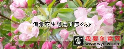 海棠花生腻虫了怎么办