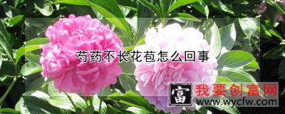 芍药不长花苞怎么回事