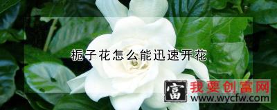 栀子花怎么能迅速开花