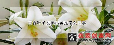 百合叶子发黄枯萎是怎么回事