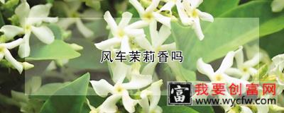 风车茉莉香吗