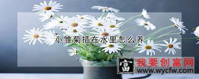 小雏菊插在水里怎么养