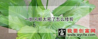 一帆风顺太密了怎么修剪