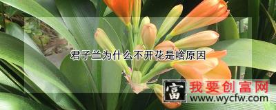 君子兰为什么不开花是啥原因