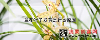 兰花叶子发黄是什么原因