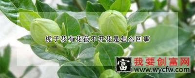 栀子花有花苞不开花是怎么回事