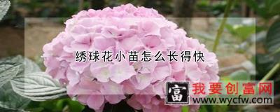 绣球花小苗怎么长得快