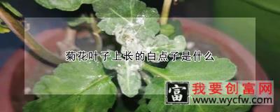 菊花叶子上长的白点子是什么