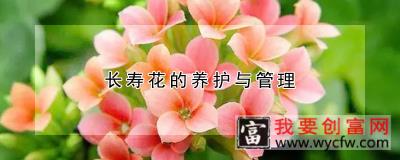 长寿花的养护与管理