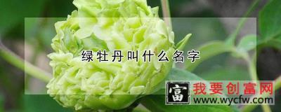 绿牡丹叫什么名字