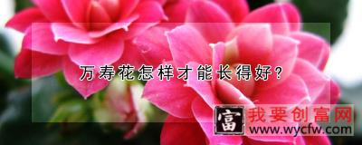 万寿花怎样才能长得好?