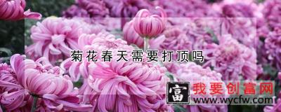 菊花春天需要打顶吗